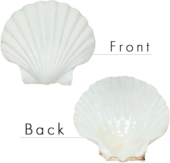 10 PCS 4-5 inch Large Scallop Shells Baking Sea Shells Large Natural White Scallop Shell From Sea Beach For DIY Craft Decor