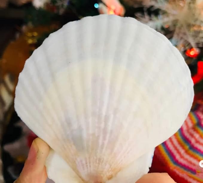 21Pcs Natural Scallop Sea Shells,Ocean Beach Seashells Perfect for Home Decoration, Art Craft, Vase Filler Fish Tank,Lion's Paw Baking Shells,Baking Shells for Serving Food (2.7-3.2inch)