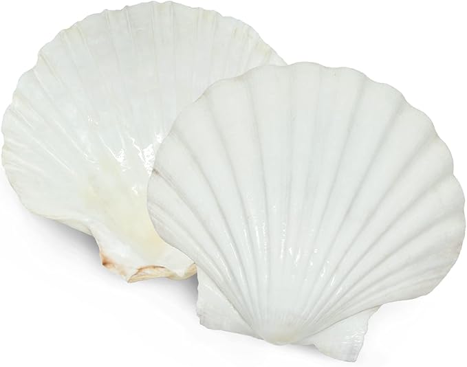 10 PCS 4-5 inch Large Scallop Shells Baking Sea Shells Large Natural White Scallop Shell From Sea Beach For DIY Craft Decor