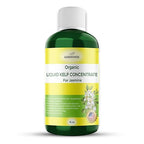 Organic Premium Kelp Seaweed Fertilizer for Jasmin - Liquid Fertilizer - Liquid Plant Food - Nutrient-Rich Soil Enhancer - Natural Plant Food for Jasmin (16 OZ)