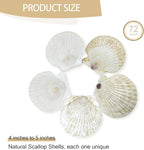 YOUKE OLA 72PCS Scallop Shells for Crafts Large Beach Natural Shells Bulk for Decoupage DIY Crafts Seashell Decorations Home Decor White 4''-4.5''