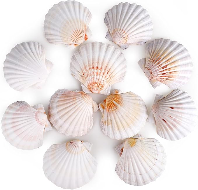 8 PCS 4-4.5 Inch Natural White Scallop Shells Sea Shells for DIY Craft Home Décor