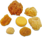 Natural Sea & Synthetic Sponges - Assorted Sizes 7pc Value Pack for Crafts & Artists: Great for Painting, Hobbies, Art, Effects, Ceramics, Clay, Pottery by Lullingworth®