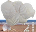 21Pcs Natural Scallop Sea Shells,Ocean Beach Seashells Perfect for Home Decoration, Art Craft, Vase Filler Fish Tank,Lion's Paw Baking Shells,Baking Shells for Serving Food (2.7-3.2inch)