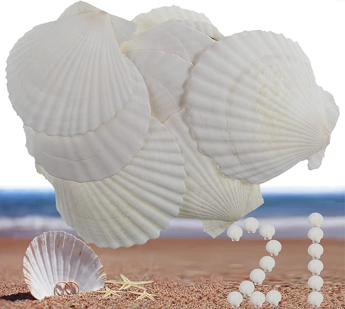 21Pcs Natural Scallop Sea Shells,Ocean Beach Seashells Perfect for Home Decoration, Art Craft, Vase Filler Fish Tank,Lion's Paw Baking Shells,Baking Shells for Serving Food (2.7-3.2inch)