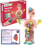 Smartivity Human Body Model for Kids 6-12 Years | Learn Body Organs, Functions with Fun Card Games | Cool Birthday Gift for Boys & Girls | DIY STEM Science Toys for Kids 6,7,8,9,10,11,12 Years I