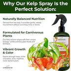 100% Organic Marina Mist Carnivorous Plant Food | Liquid Kelp Foliar Spray for Plants - Kelp Fertilizer for Venus Flytraps, Sundew, Butterworts, Pitcher Plants 16 Oz