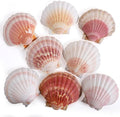 8 PCS 4-4.5 Inch Natural White&Pink Scallop Shells Sea Shells for DIY Craft Home Décor