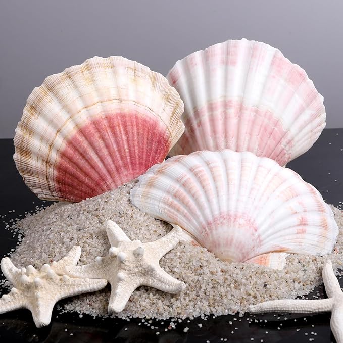 8 PCS 4-4.5 Inch Natural White Scallop Shells Sea Shells for DIY Craft Home Décor