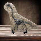 XINDAM Resin Brachiosaurus Dinosaur Fossil Statue Model Simulated Skeleton Home Office Display Decorative Craft Box Decoration (Style 7)