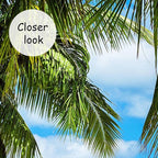 AFZEVEB-Beach Wall Mural Tropical Palm Tree Landscape Wallpaper for Bedroom 159"x107"(Not Peel and Stick)