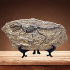 XINDAM Resin Tyrannosaurus Rex Dinosaur Fossil Statue Model Simulated Skeleton Home Office Display Decorative Craft Box Decoration (Style 5)