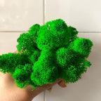 Preserved Reindeer Moss Natural Green DIY Kit Gardenning Art Wall Decor Florist Decor Easter Table Decor Wedding