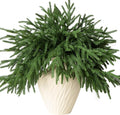 12 Pcs Artificial Norfolk Pine Branches - 18" Realistic Faux Christmas Greenery Stems Fake Evergreen Cedar Picks Winter Greens for Vase DIY Crafts Garland Wreath Indoor Outdoor Holiday Decor