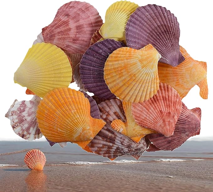 Colorful 50+ Pcs Scallop Shell Natural Mixed Color Seashells for Fish Tank Home Decorations Beach Theme Party Candle Making Wedding Decor DIY Crafts Vase Fillers
