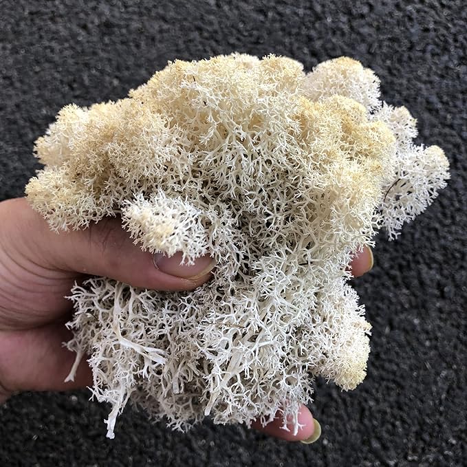Preserved Reindeer Moss Natural Green DIY Kit Gardenning Art Wall Decor Florist Decor Easter Table Decor Wedding