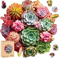 Wooden Puzzles for Adults, Colorful Succulent Puzzle for Mom, Challenging Puzzle, 200 Piece Luxurious Shaped Wooden Puzzles for Family Game 11.3 * 10.5in