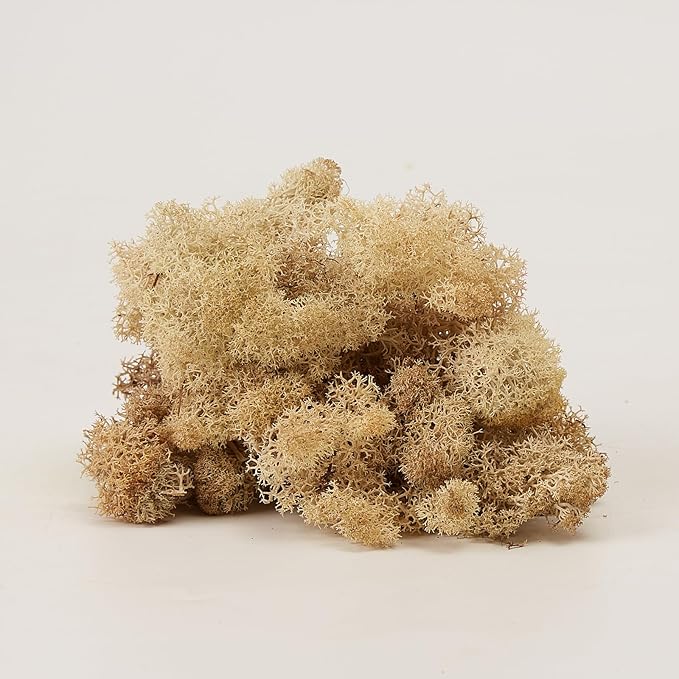Preserved Reindeer Moss Natural Green DIY Kit Gardenning Art Wall Decor Florist Decor Easter Table Decor Wedding
