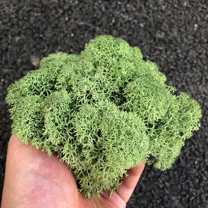 Preserved Reindeer Moss Natural Green DIY Kit Gardenning Art Wall Decor Florist Decor Easter Table Decor Wedding
