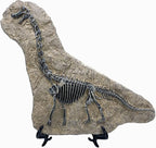 XINDAM Resin Brachiosaurus Dinosaur Fossil Statue Model Simulated Skeleton Home Office Display Decorative Craft Box Decoration (Style 7)