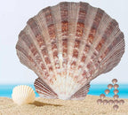 4 Pcs Polished Large Great Scallop Sea Shells 5~6 Inch,Brown Lion's Paw Baking Shells,Ocean Beach Seashells Perfect for Home Decoration, Art Craft, Vase Filler Fish Tank