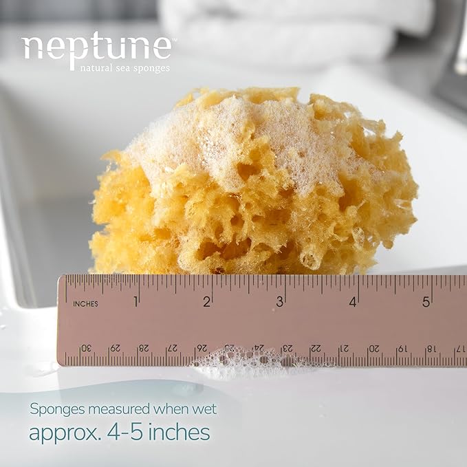 Neptune Caribbean Sea Sponge, Hand Cut, Small, Approx. 4-5 inches