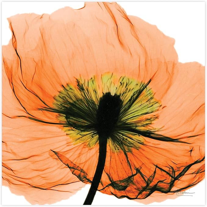 Empire Art Direct Frameless Free Floating Tempered Glass Panel Graphic Wall Art Ready to Hang, 24" x 24", Poppy Orange Flower