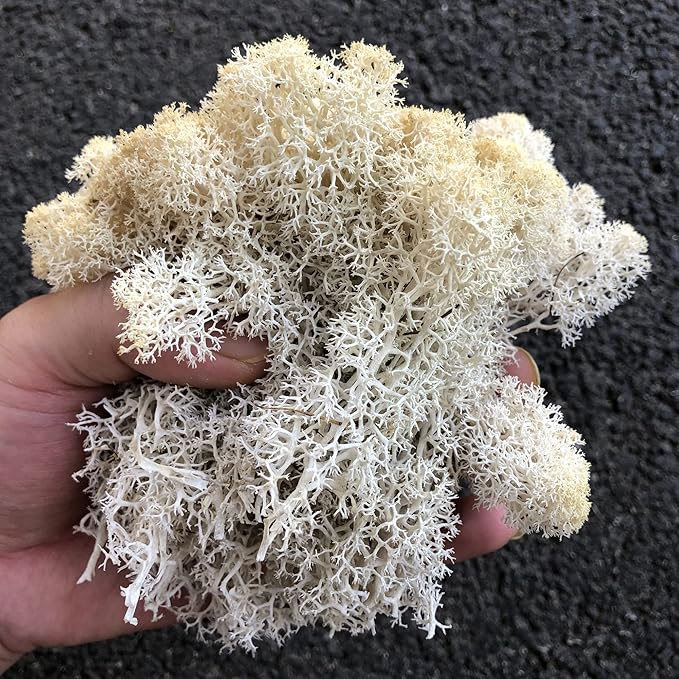 Preserved Reindeer Moss Natural Green DIY Kit Gardenning Art Wall Decor Florist Decor Easter Table Decor Wedding
