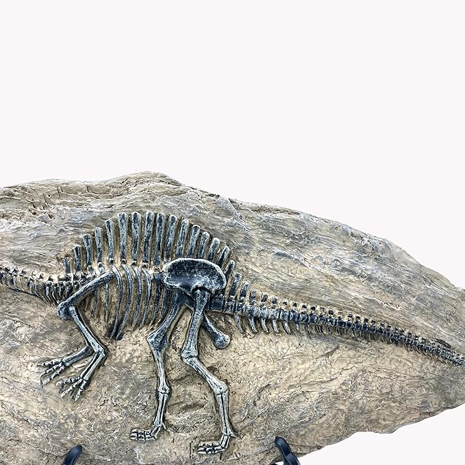XINDAM Resin Spinosaurus Dinosaur Fossil Statue Model Simulated Skeleton Home Office Display Decorative Craft Box Decoration (Style 8)